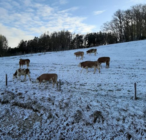 ochsen winter
